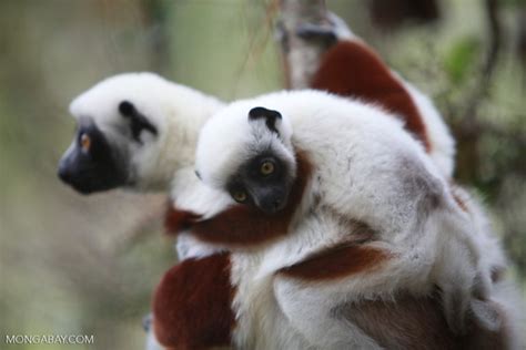 A Third Of Madagascars Lemur Species On The Brink Of Extinction Iucn