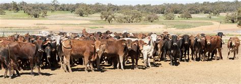Importing Livestock Into Western Australia Agriculture And Food