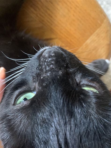 Bumps On Cats Nose Vet