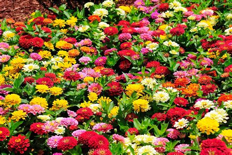 Explain your version of song meaning, find more of ray price lyrics. 25 Types of Flowers to Plant for Summer | Summer Flowers