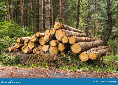 Pile Of Wood Logs Stock Photo Image Of Roadside Stacking 78885864
