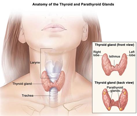 Parathyroidectomy Pictures