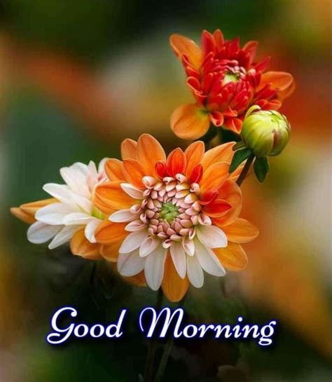 Pin By Jonnagadla Naga Ratna On శుభోదయం Good Morning Flowers Good