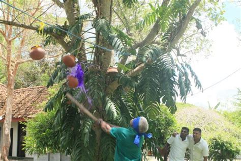 Sinhala And Tamil New Year Games In Sri Lanka Aurudu Kreeda