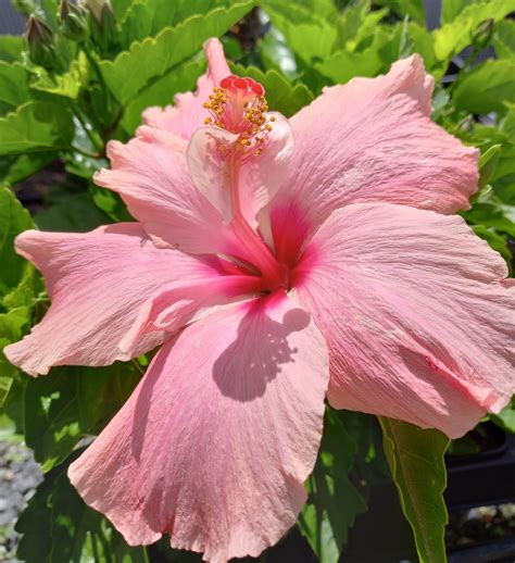 Hibiscus Cile Tiney In 85mm Squat Pot Trigg Plants