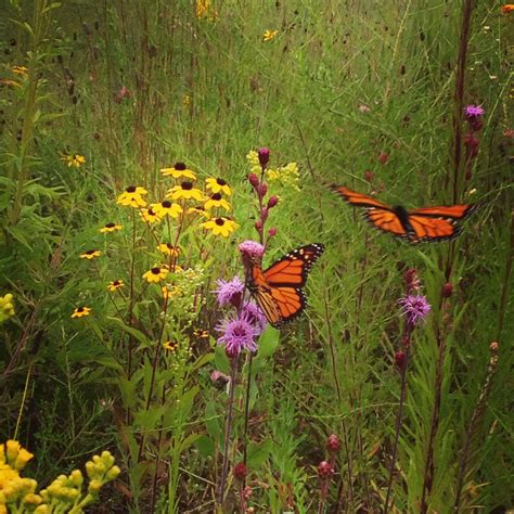 From the great prairies of missouri and the midwest comes the outstanding meadow blazing star, liatris ligulistylis. Monarchs need more than milkweed! Meadow Blazing Stars ...