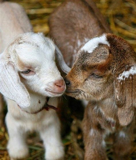 Jenn Of All Trades Cute Baby Animals Baby Goat Pictures Cute Goats