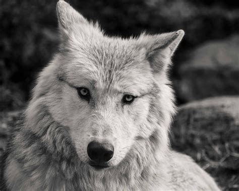 Free Picture Portrait Grey Wolf Fur Animal Eye Head