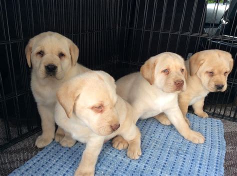 Labrador Retriever Puppies For Sale Pittsburgh Pa 244957