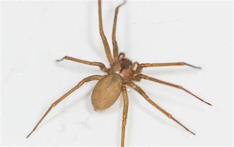 How To Identify And Get Rid Of Brown Recluse Spiders Around Your