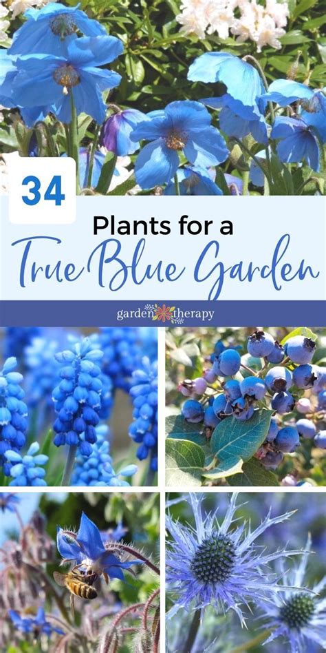 Grow True Blue Garden Plants With Blue Flowers Foliage And Fruit Blue