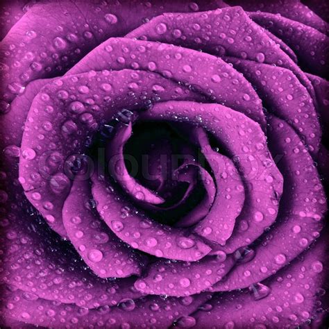 Purple Dark Rose Background Abstract Floral Natural