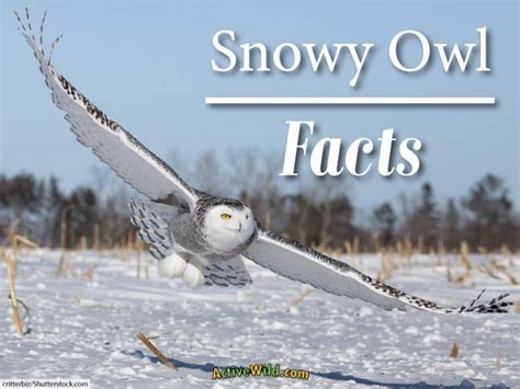All About Snowy Owls Facts Pictures And In Depth Information
