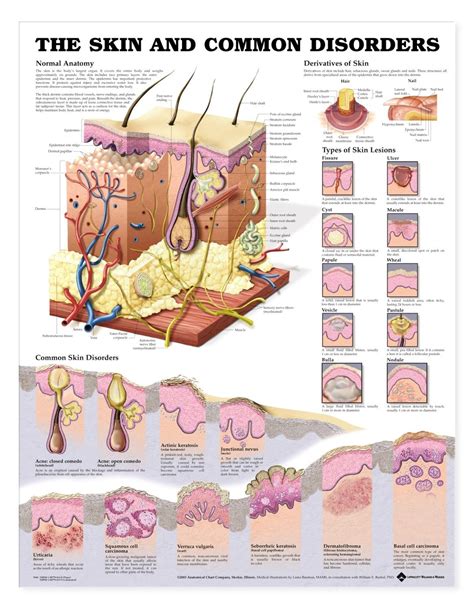 The Skin And Common Disorders Anatomical Chart Skin Anatomy Throat