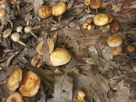 I Am New Here Can Someone Help My Identify Some Mushrooms Mushroom