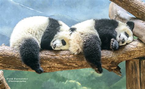 Giant Panda Twins Catching A Nap At Zoo Atlanta Details Be Flickr
