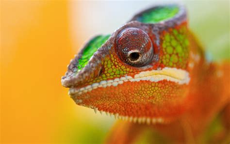 Chameleon Close Up Lizard Wallpaper 2560x1600 12212