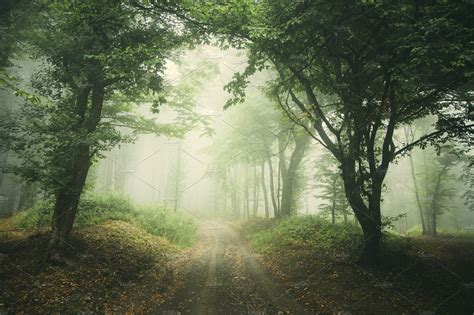 Road Through The Enchanted Forest High Quality Nature Stock Photos