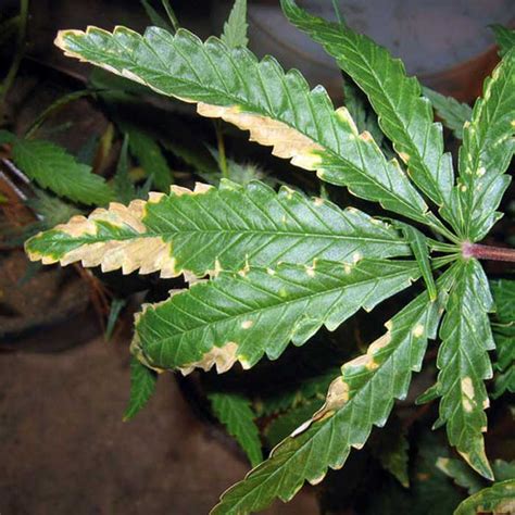 síntomas y solución para el exceso o deficiencia de azufre s en las plantas de cannabis