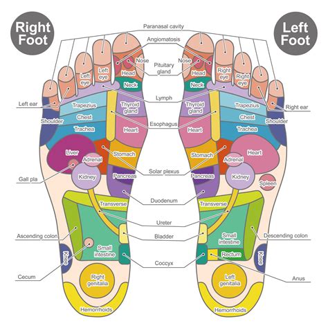 How Does Reflexology Work Dora Jackson Rmt