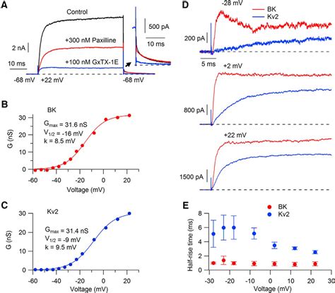 Differential Regulation Of Action Potential Shape And Burst Frequency Firing By Bk And Kv2