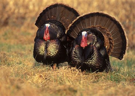 23 Great Spring Turkey Photos — The Hunting Page