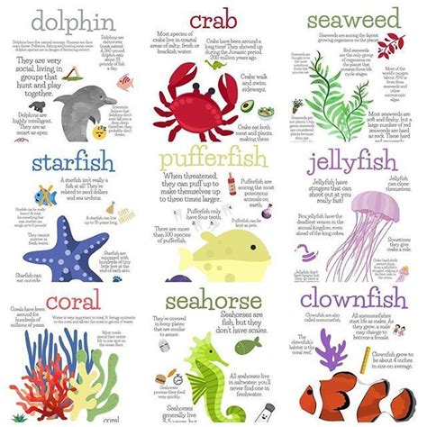 Sea Animals And Their Names Are Shown In This Poster Which Is Also