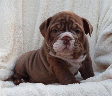 We have been blessed with 7 quality english bulldog puppies. CHOCOLATE TRIPLE CARRIER ENGLISH BULLDOG PUPPY * AKC for ...
