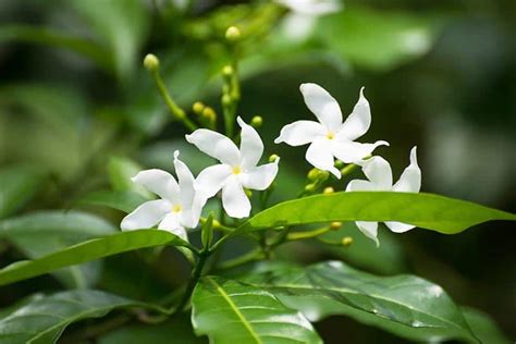 Grow And Care For Jasmine Plant Jasminum