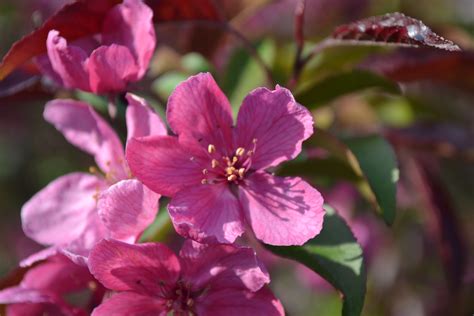 Prairiefire Crabapple Flowers Next Generation Landscape Nursery