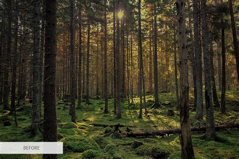 50 Forest Photography Tips For Better Forests Photos Freebies