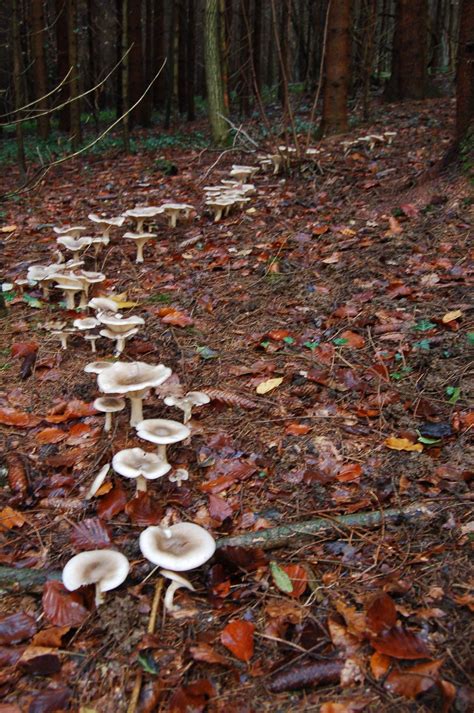 Mashrom Trail Forest Stuffed Mushrooms Fairy Circle Magical Mushrooms