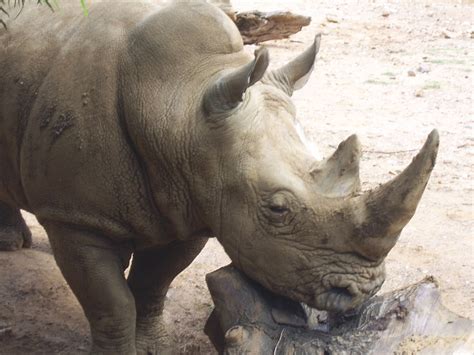 Rhino Animal Free Stock Photo - Public Domain Pictures
