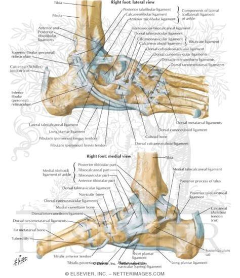 Pain and tenderness are concentrated on the top, bottom or the sides of your foot. Ligaments of the Ankle Joint Ligaments and Tendons of Ankle