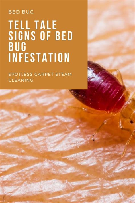 Tell Tale Signs Of Bed Bug Infestation Spotless Carpet Steam Cleaning