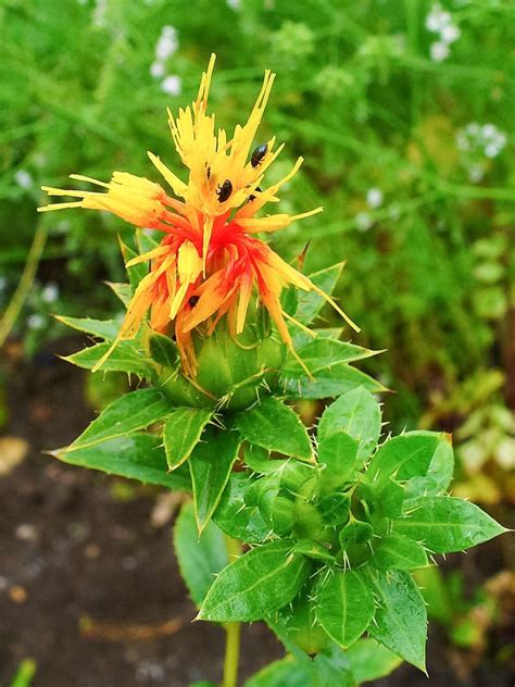 Safflower Plant Facts And Uses Vegetable Oil Dye And Insulin Owlcation