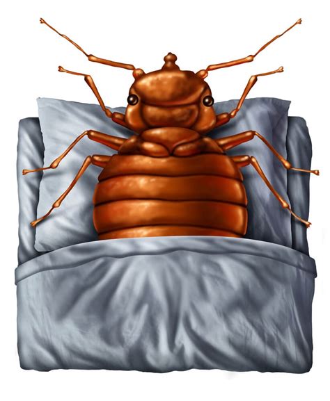 What Do Bed Bugs Look Like And How To Avoid Their Bites