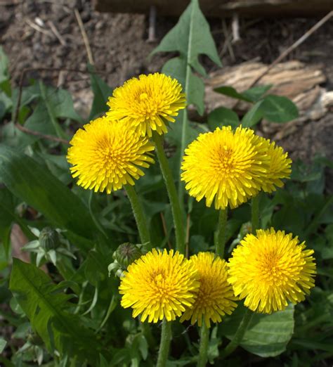 Beauty And Utility Of The Ubiquitous Dandelion