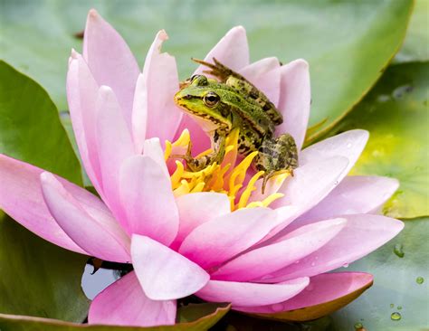 Frog And Lotus Jigsaw Puzzle