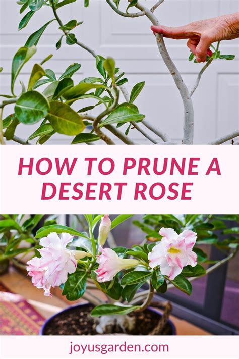 Pruning Desert Rose Adenium Obesum Joy Us Garden Rose Plant Care Desert Rose Care
