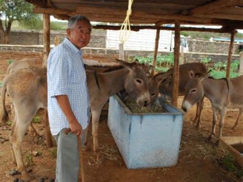 Behind Chinas Growing Demand For African Donkeys