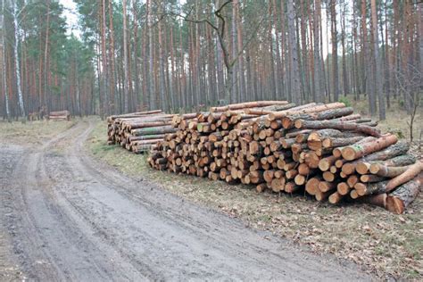Logging Pine Log Piles Stock Photo Image Of Forested 51743080