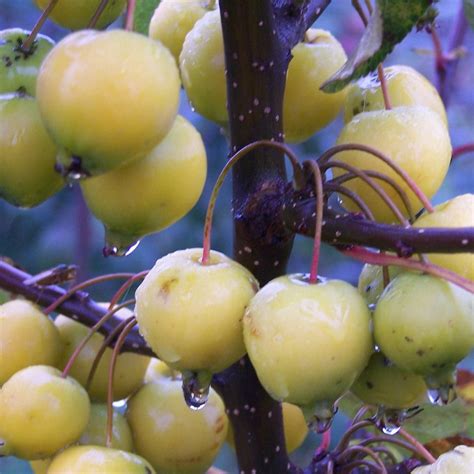 Golden Hornet Shop Crab Apple Trees Online Habitat Aid