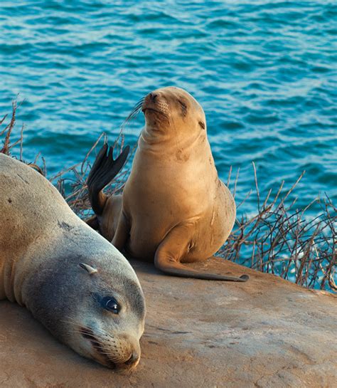 California Coast Wildlife Smart Alice Blog Web Design Photography