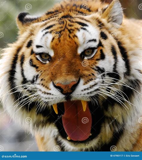 Angry Tiger Stock Image Image Of Safari Stripes Close 4790117