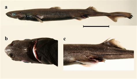Etmopterus Brosei Shark References
