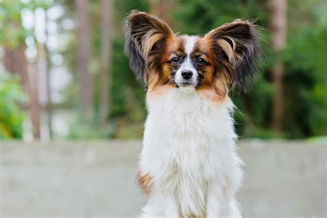 20 Dogs With Pointy Ears That Stand Up With Pictures Readers Digest