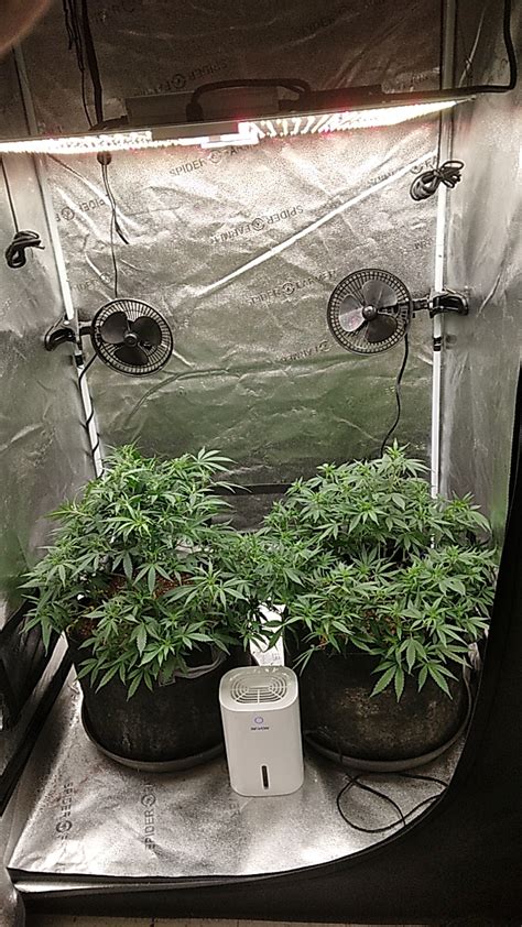 Swva Representing 2 Ilgm Zkittlez Growing In 7g Pots Sitting In The