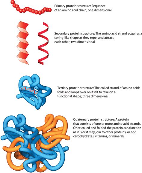 Fajarv Simple Protein Structure Levels