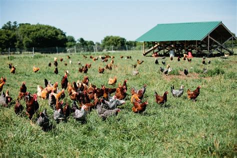 Pastured Poultry Vs Free Range Chicken Farming Farming South Africa